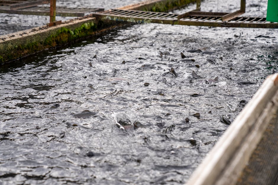 recirculating aquaculture system, RAS fish farm tanks, indoor aquaculture facility