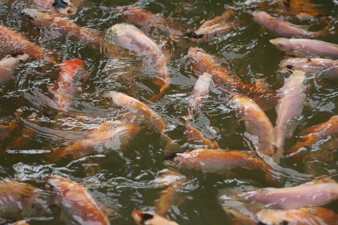 aquaculture species comparison, tilapia shrimp salmon fish farming, aquaponics setup