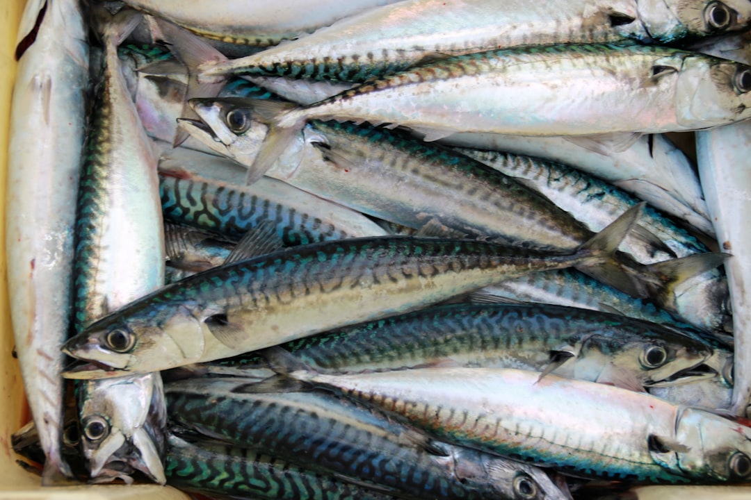 mackerel fish preparation brine milk sake comparison, fish cleaning kitchen